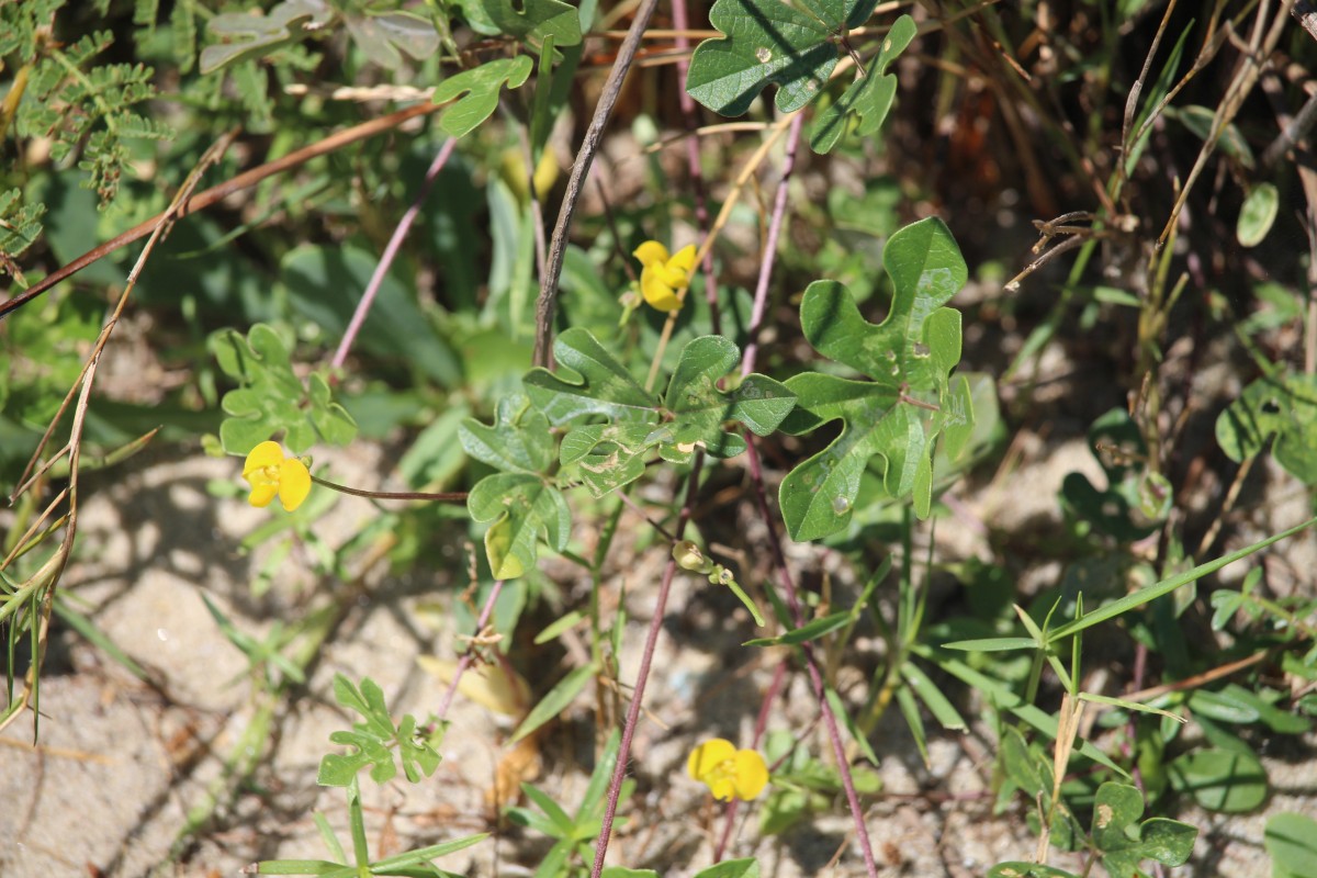 Vigna trilobata (L.) Verdc.